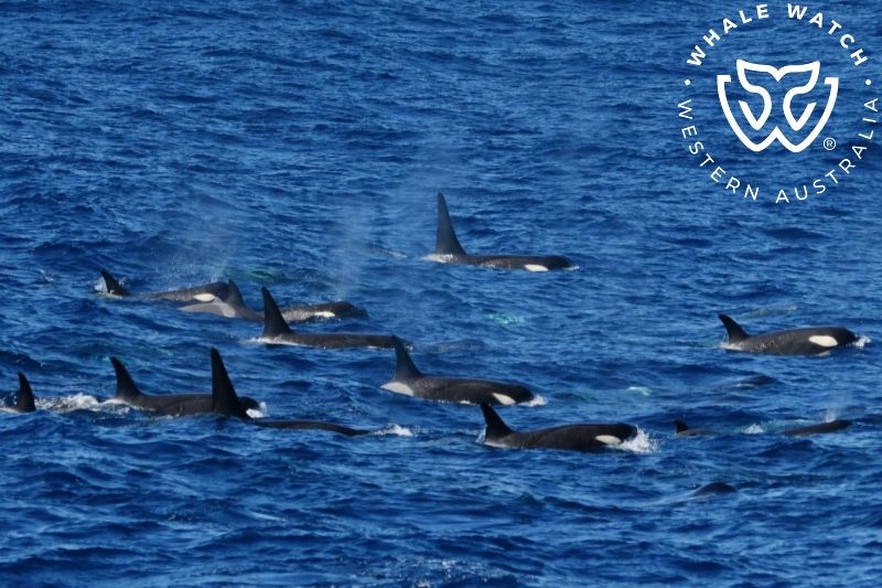 Whale Watch Western Australia