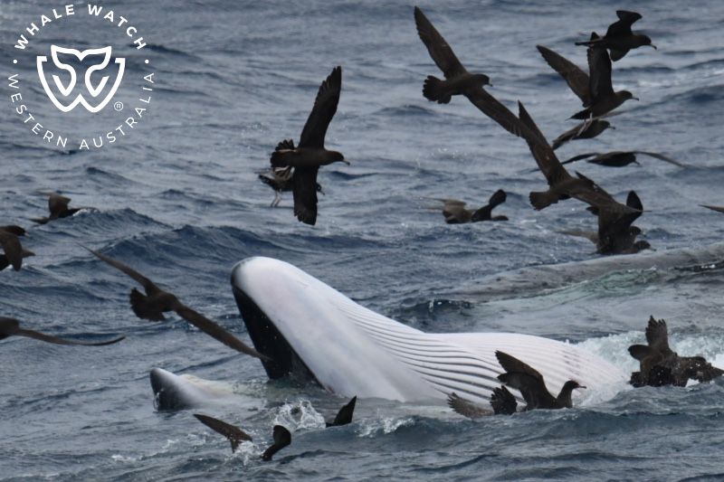 Whale Watch Western Australia