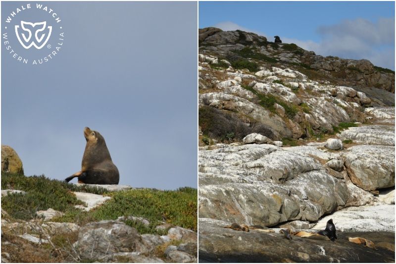 Whale Watch Western Australia