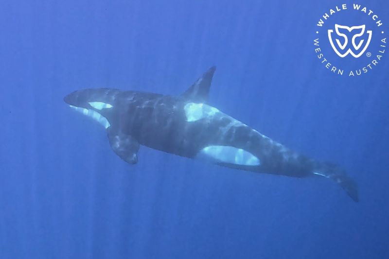 Whale Watch Western Australia