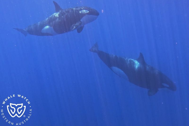 Whale Watch Western Australia