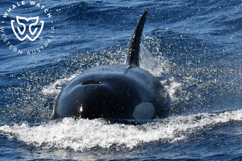 Whale Watch Western Australia