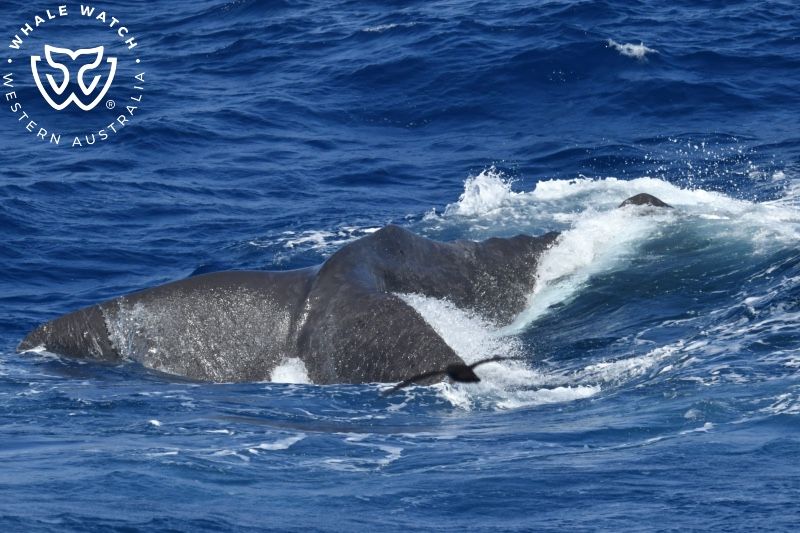 Whale Watch Western Australia