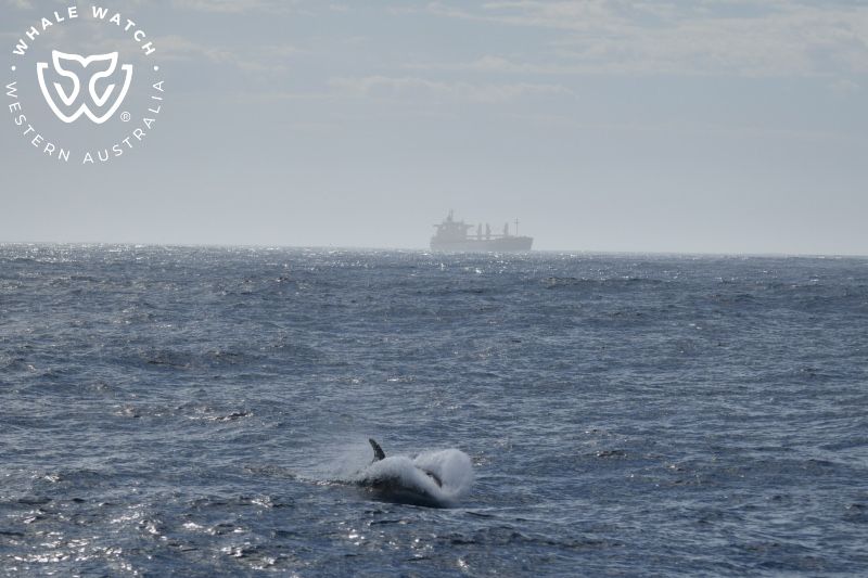 Whale Watch Western Australia