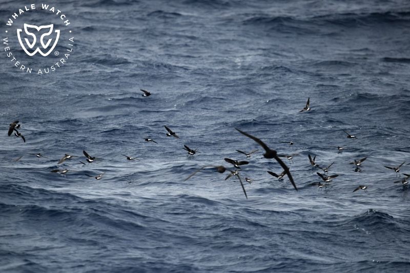 Whale Watch Western Australia