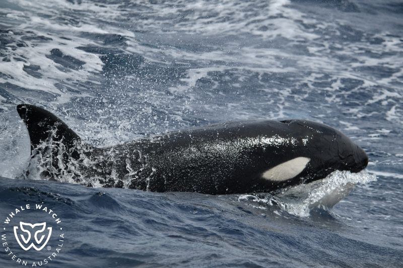 Whale Watch Western Australia