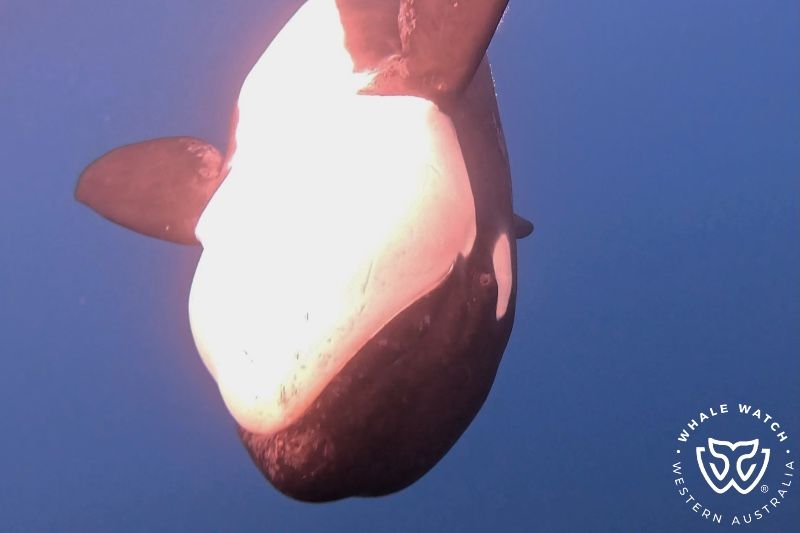 Whale Watch Western Australia