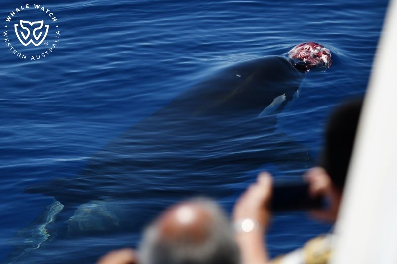 Whale Watch Western Australia