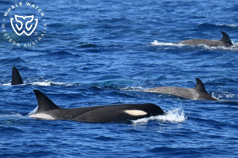 Whale Watch Western Australia