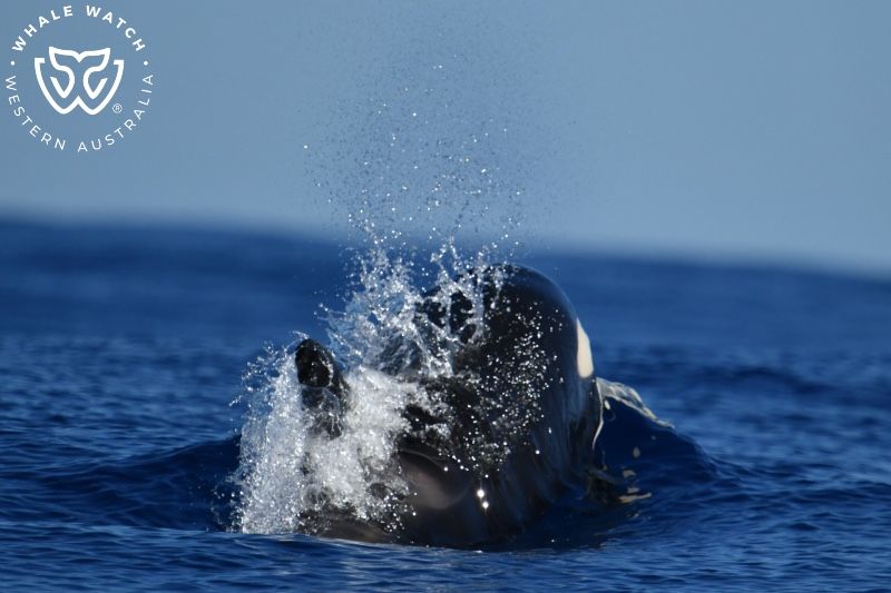 Whale Watch Western Australia