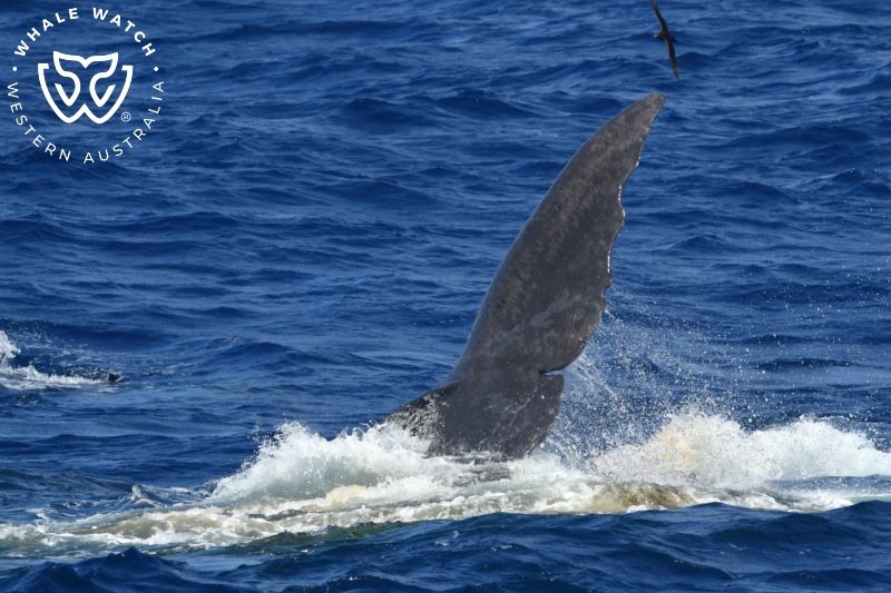 Whale Watch Western Australia