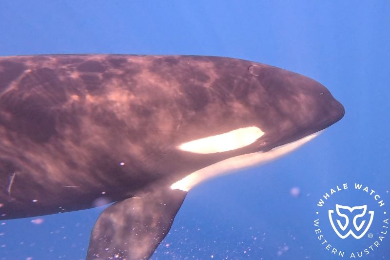 Whale Watch Western Australia