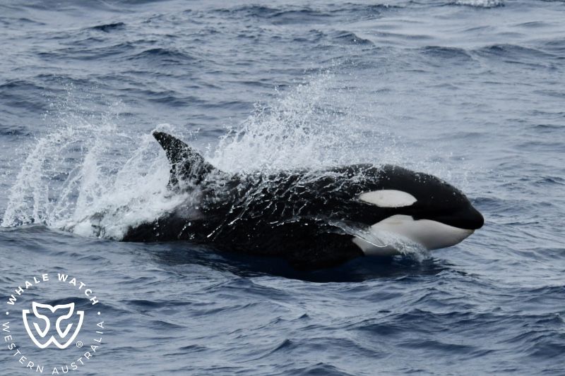 Whale Watch Western Australia