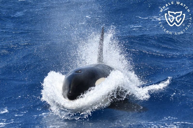 Whale Watch Western Australia