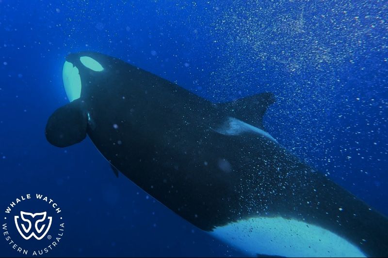 Whale Watch Western Australia