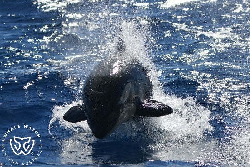 Whale Watch Western Australia