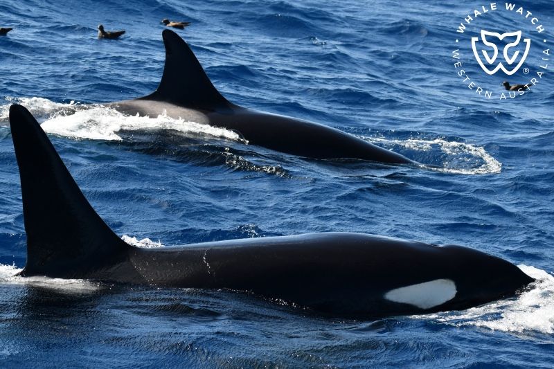 Whale Watch Western Australia