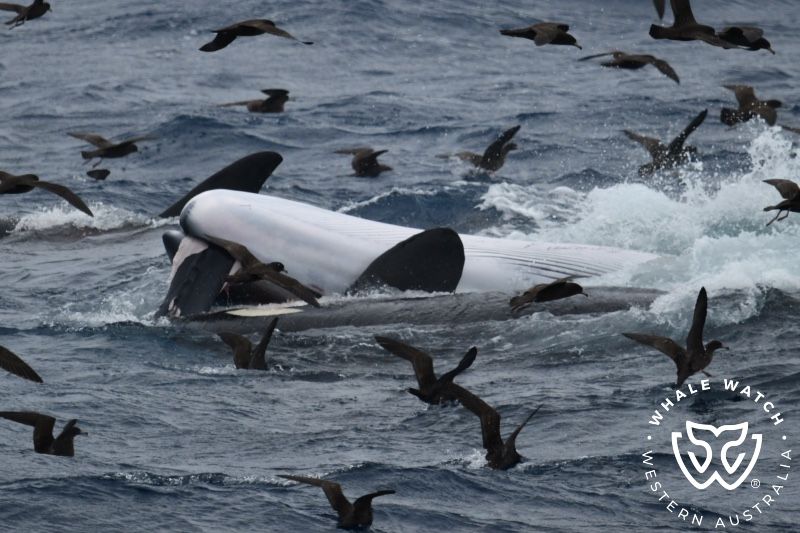 Whale Watch Western Australia