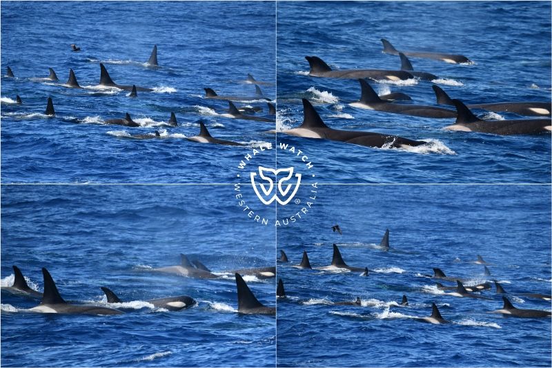 Whale Watch Western Australia