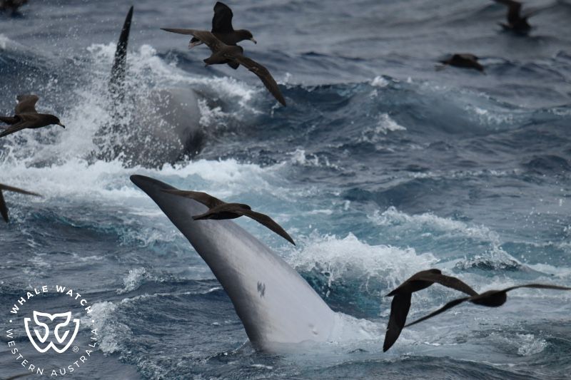 Whale Watch Western Australia