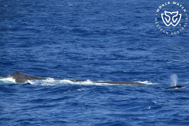 Whale Watch Western Australia