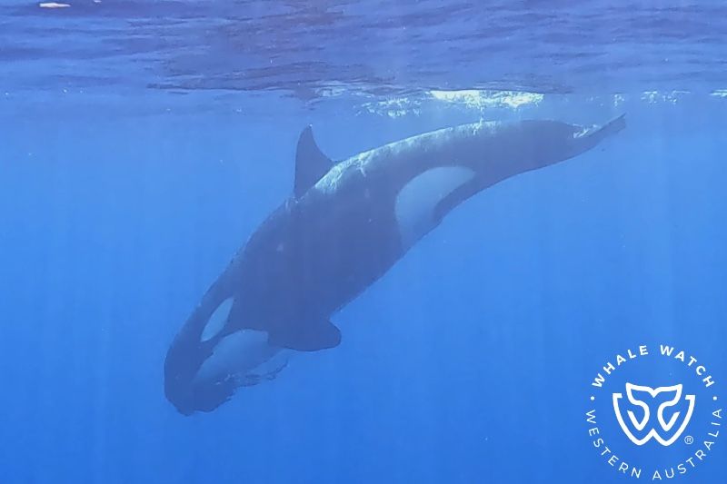 Whale Watch Western Australia