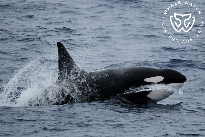 Whale Watch Western Australia