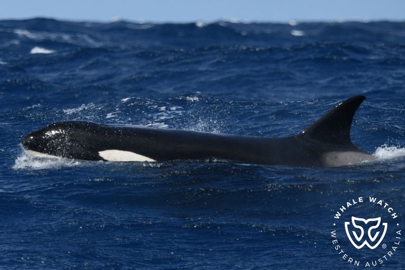 Whale Watch Western Australia