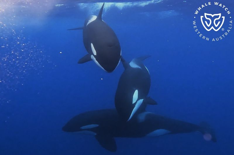 Whale Watch Western Australia