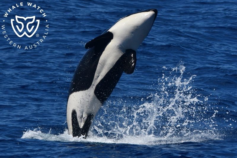 Whale Watch Western Australia