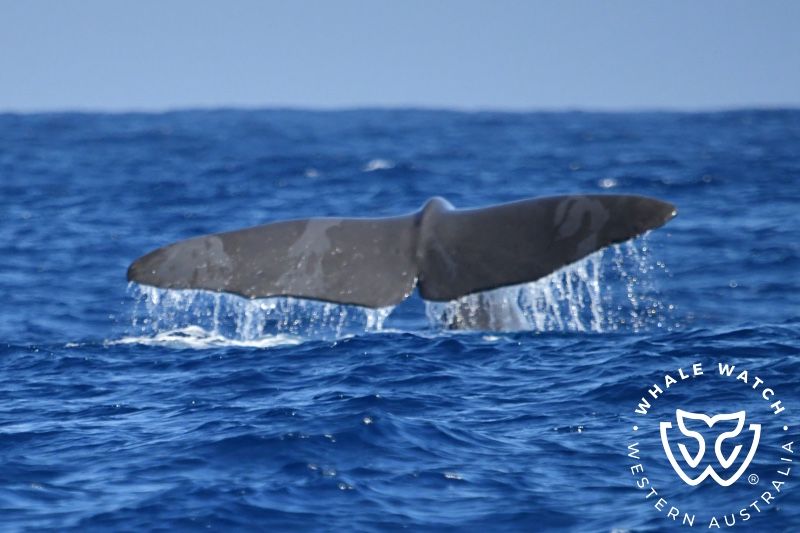 Whale Watch Western Australia