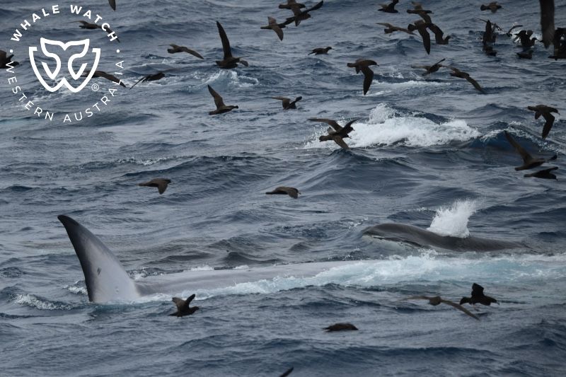 Whale Watch Western Australia