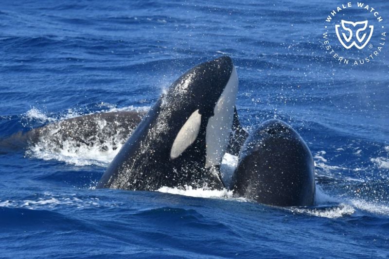 Whale Watch Western Australia