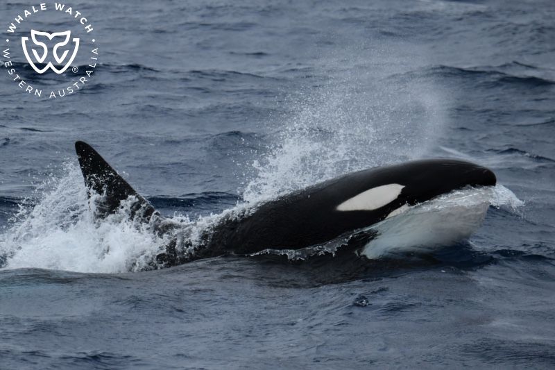 Whale Watch Western Australia