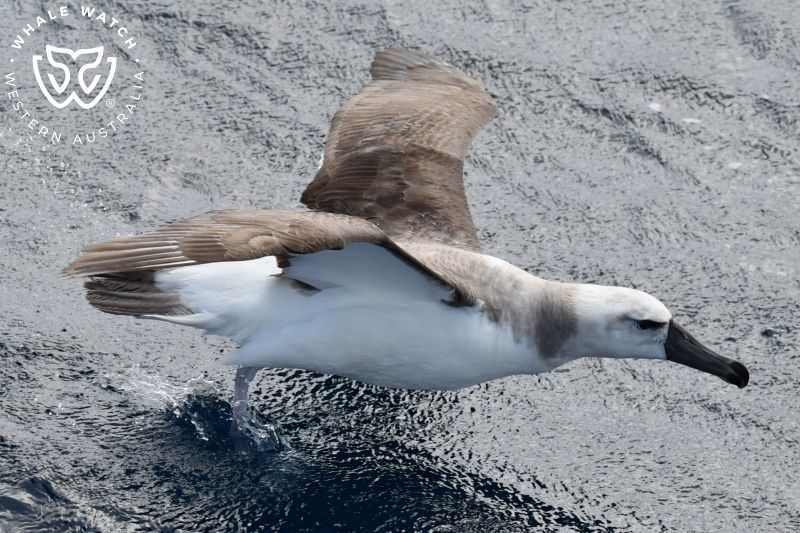 Whale Watch Western Australia