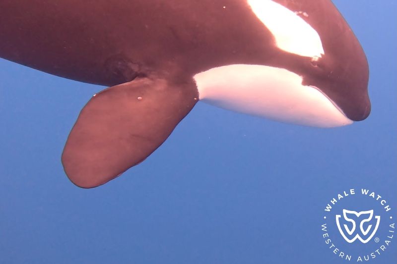 Whale Watch Western Australia