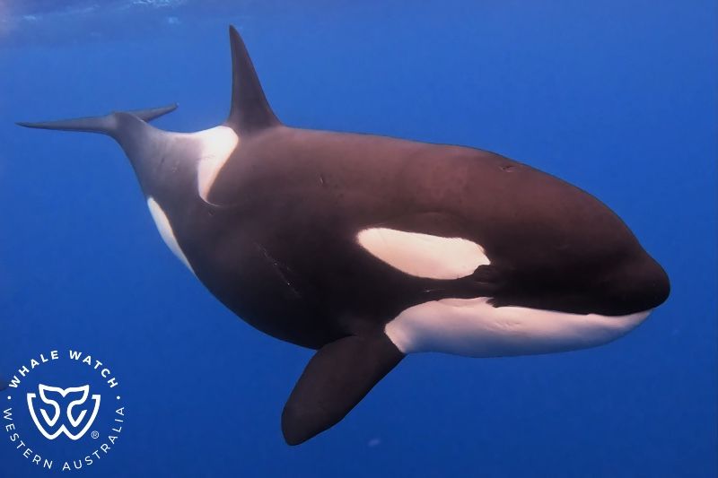 Whale Watch Western Australia