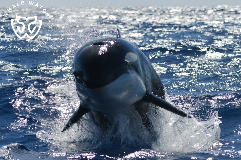 Whale Watch Western Australia