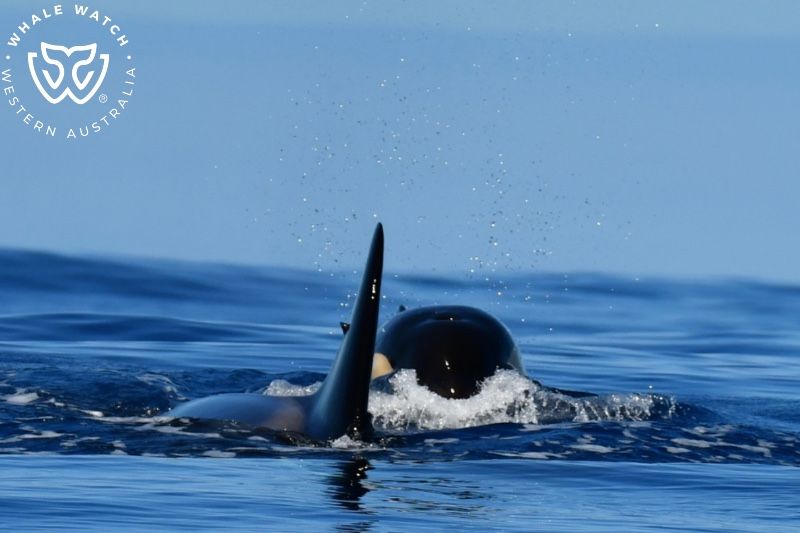 Whale Watch Western Australia