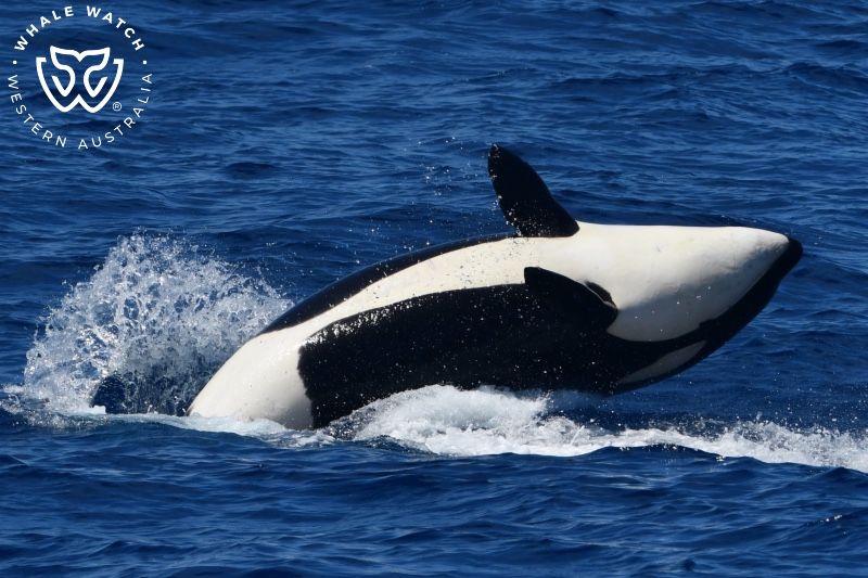 Whale Watch Western Australia