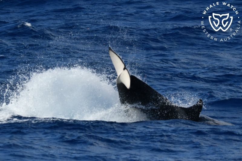 Whale Watch Western Australia