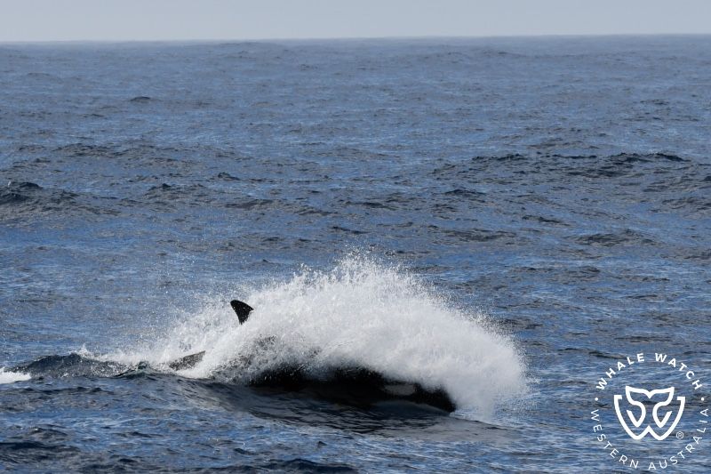 Whale Watch Western Australia