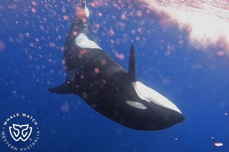 Whale Watch Western Australia