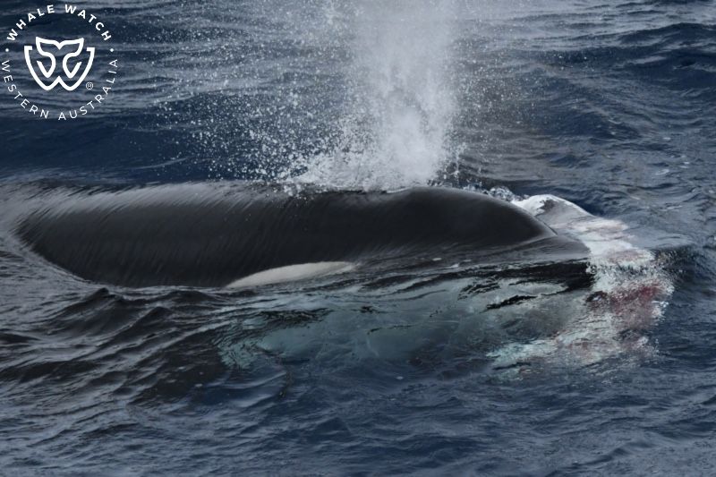 Whale Watch Western Australia