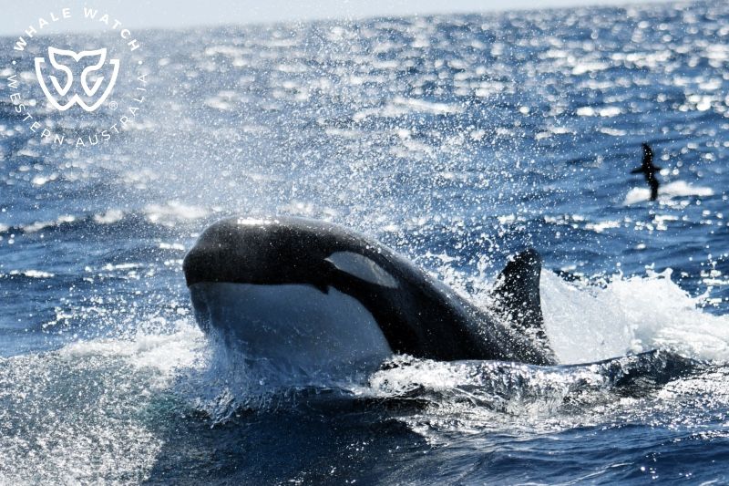Whale Watch Western Australia