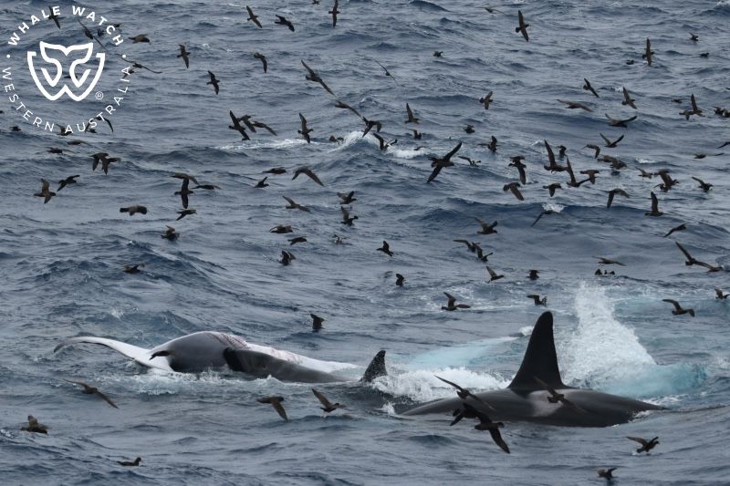 Whale Watch Western Australia