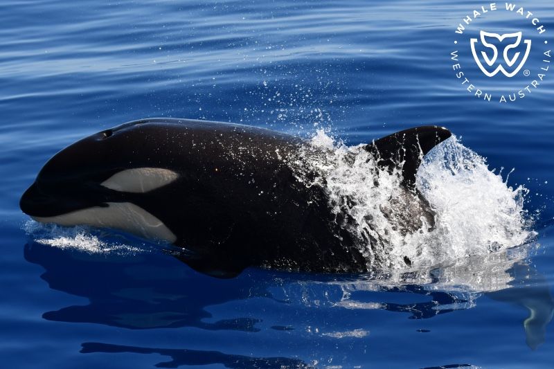 Whale Watch Western Australia