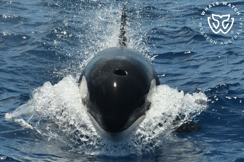 Whale Watch Western Australia