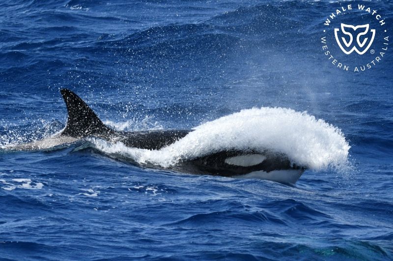 Whale Watch Western Australia