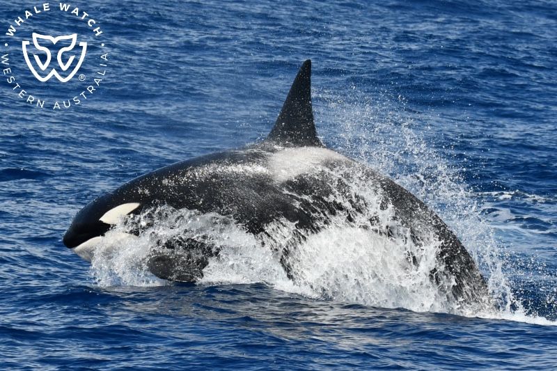 Whale Watch Western Australia